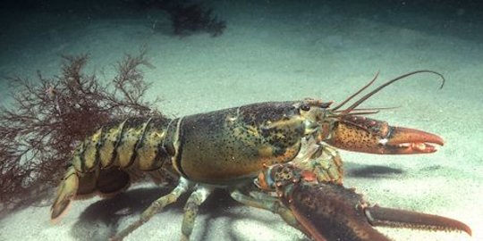 Pemerintah gagalkan penyelundupan 150.800 benih lobster