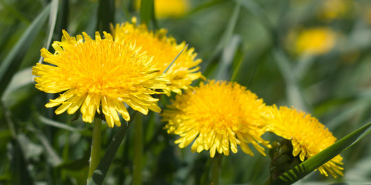 Dandelion, bunga cantik dengan segudang manfaat