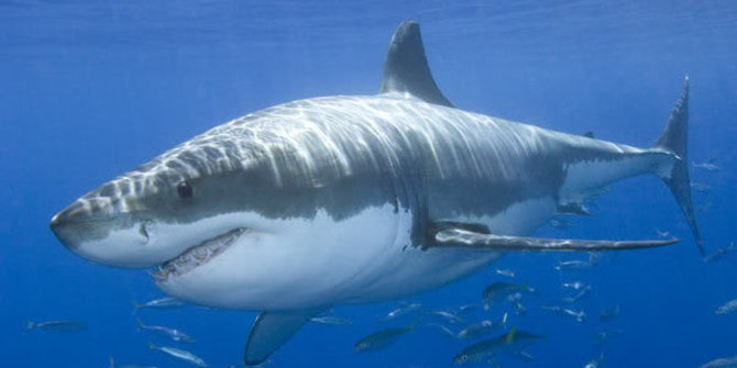 Berbagai fakta menarik tentang hiu putih  yang perlu kamu 