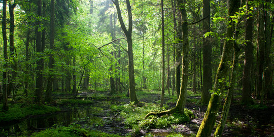 3 Jenis hutan yang jadi 'jantung' Bumi dengan menyediakan oksigen