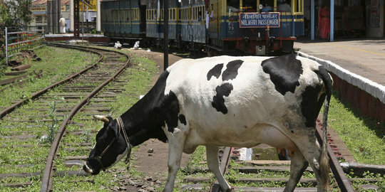 Hindari sapi, India bangun kereta peluru melayang