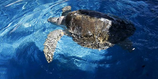 Bom ikan marak di Laut Berau, banyak bangkai penyu hijau mengambang