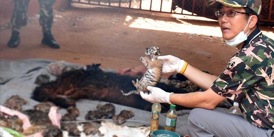 Malangnya 40 ekor bayi harimau mati di objek wisata Thailand