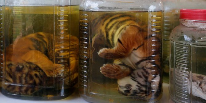 Kejam, kuil di Thailand awetkan puluhan bayi harimau di toples