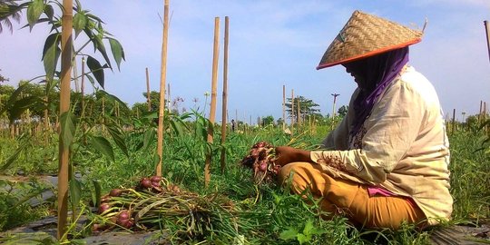 Stabilkan harga pangan Ramadan, Kementan klaim sudah genjot produksi