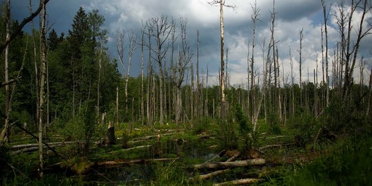 Hutan purba terakhir di Eropa mulai terancam