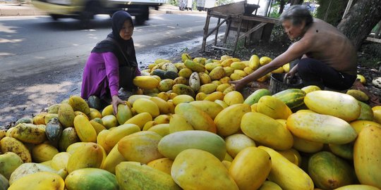 Berkah Ramadan, penjual timun suri di DKI bisa raup Rp 1 juta/hari