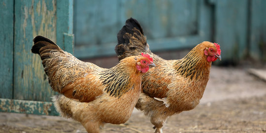 Mentan: Harga ayam turun, peternak minta operasi pasar 