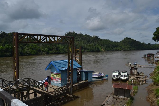 jantung borneo