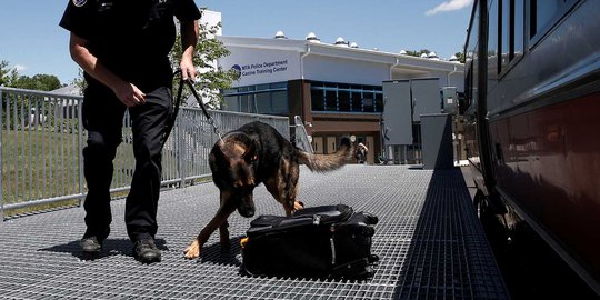 Aksi anjing kepolisian AS spesialis pendeteksi bom