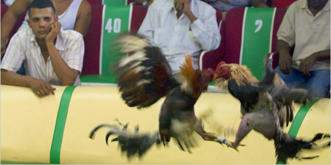 Lepas ayam aduan, Darsana malah tewas diserang ayamnya sendiri