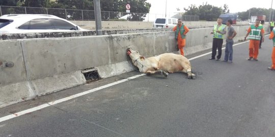 Ada sapi nekat masuk Tol JORR