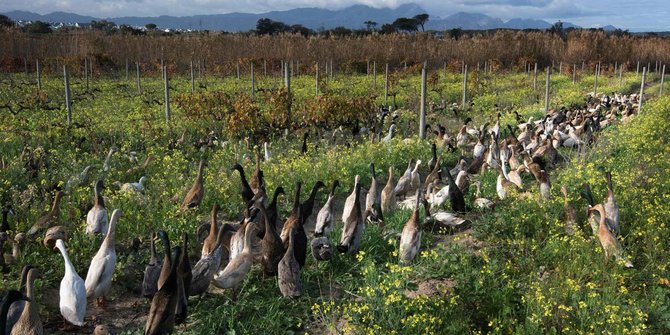 Unik, 1.000 bebek jadi pembasmi hama kebun anggur di Afrika Selatan