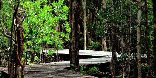 Mencari ketenangan di antara rimbunnya hutan bakau Karimunjawa