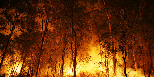 Tertarik padamkan kebakaran hutan RI, Jepang siap investasi Rp 600 M