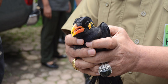 Gerebek ruko di Asahan, petugas temukan 25 beo dan 2 nuri langka