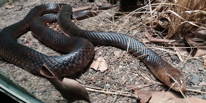 Menengok ular-ular berbisa paling mematikan di Australia