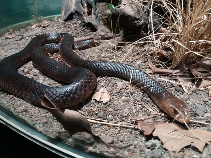 ular australia