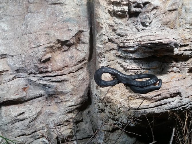 ular australia