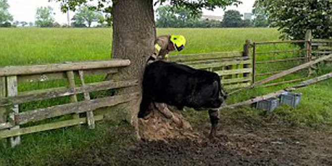 Aneh tapi lucu, kepala sapi ini tiba-tiba terjepit batang pohon