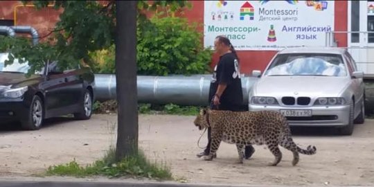[Video] Pria greget ajak jalan macan tutul peliharaan di trotoar