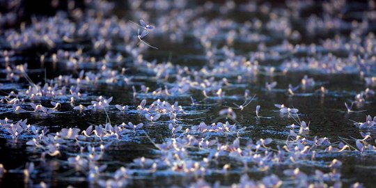 Jutaan lalat capung ini kawin massal sebelum kematiannya