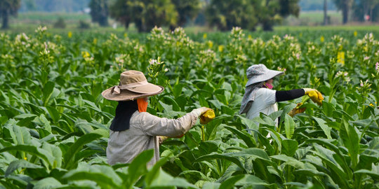 'FCTC layak ditolak karena belum ada UU atur petani tembakau'