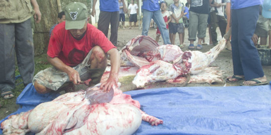 Pencurian sapi dengan disembelih marak di Kupang