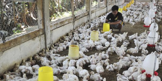 PINSAR: Afkir dini induk ayam bantu peternak lebih mandiri