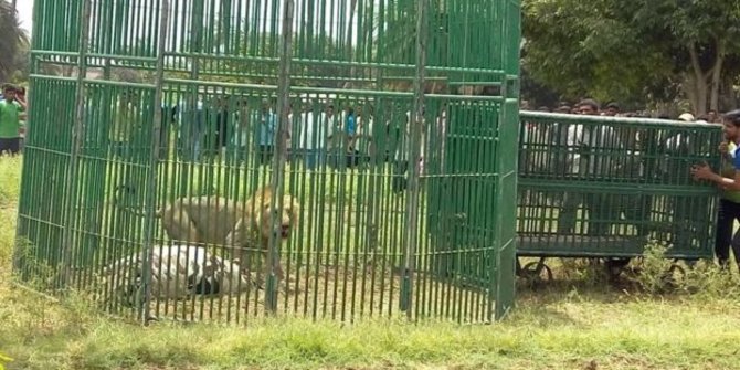 Tiga singa di India terbukti makan manusia, dipenjara seumur hidup