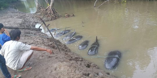 10 Ikan Paus Pilot yang terdampar di Pantai Probolinggo mati