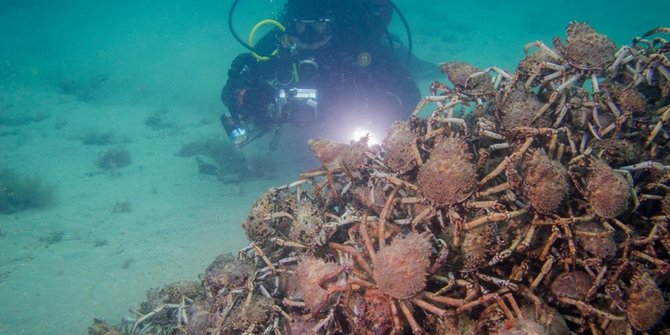 Gambar Manusia Raksasa Video Ketika ratusan ribu kepiting raksasa penuhi laut 