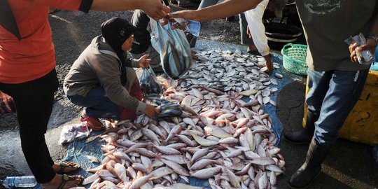Impor ikan dinilai dapat tingkatkan pendapatan sektor kelautan RI
