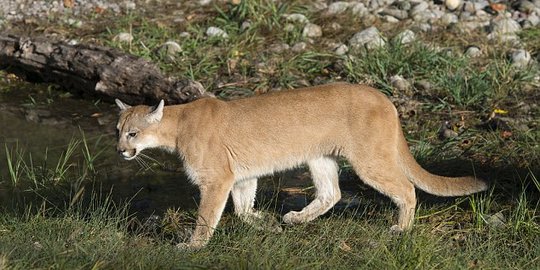 Ibu ini bertarung dengan singa gunung demi selamatkan anaknya