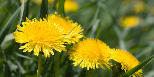 Dandelion, bunga cantik pencegah penyakit gondong