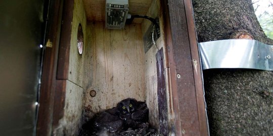 Cara unik ilmuwan Ceko pelihara burung hantu di sarang pintar