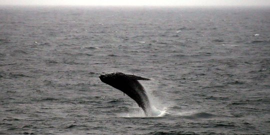Fenomena langka paus bungkuk melompat indah di Pantai Clovelly