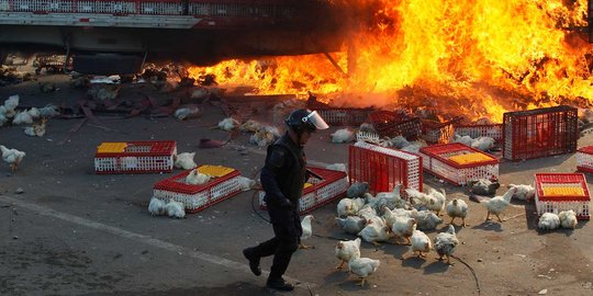 Protes reformasi pendidikan, massa bakar truk bermuatan ribuan ayam