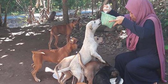 dunia binatang anjing Hijaber Desy setiap hari keliling kampung beri makan 