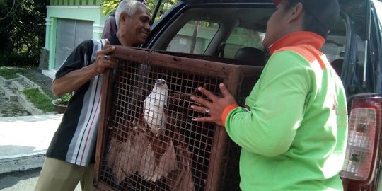 Tak punya izin penangkaran, Elang Bondhol di Tarekot Malang disita