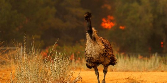 Foto-foto mengharukan burung emu panik saat terjadi kebakaran hutan