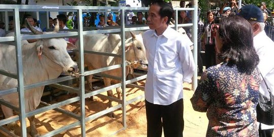 Jokowi tinjau lokasi penggemukan sapi di Bogor