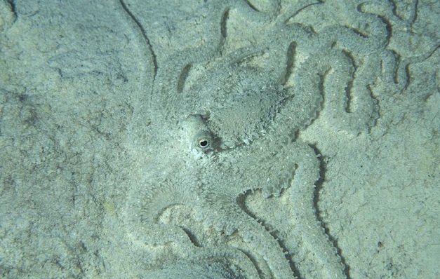 mimic octopus