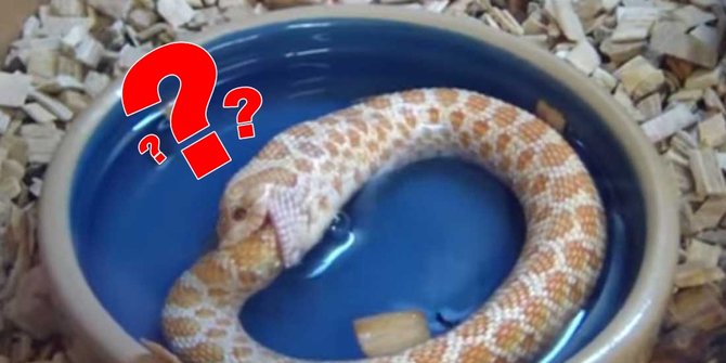 Mengungkap fenomena ular doyan makan ekor sendiri | merdeka.com