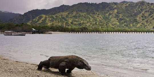 Kemenko Kemaritiman larang Pulau Komodo dibangun