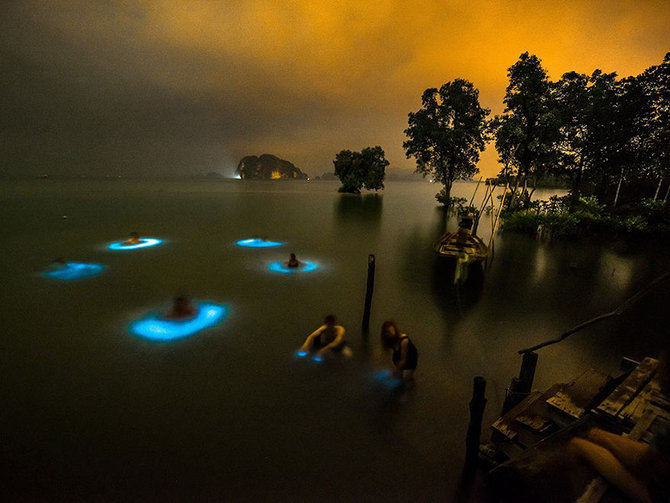 fenomena bioluminesensi di krabi yang diabadikan will strathmann