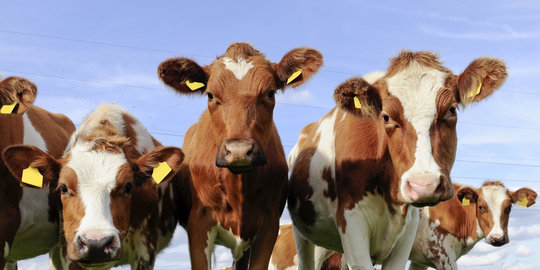 KPK sita 30 ekor sapi dan 2 ekskavator milik Bupati Subang