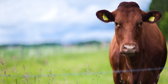 KPK akan jual 30 ekor sapi milik Bupati Subang sesuai harga pasar