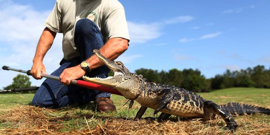 Berburu aligator di laguna Orlando