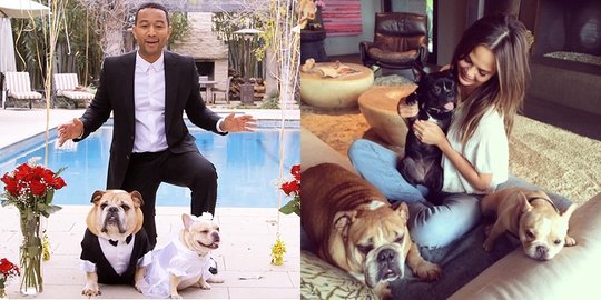 dan chrissy teigen puddy the bulldog pippa the frenchie dan penny the three legged frenchie